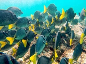 School of fish off Espanola Island, Galapagos Islands