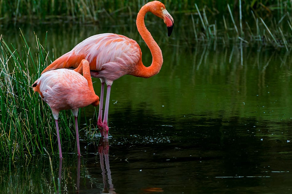 Galapagos Pink Flamingos