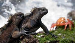 Marine iguanas on the Galapagos Islands
