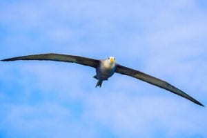 Waved Albatross on Espanola Island Galapagos