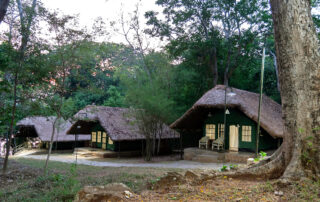 Jungle Lodge